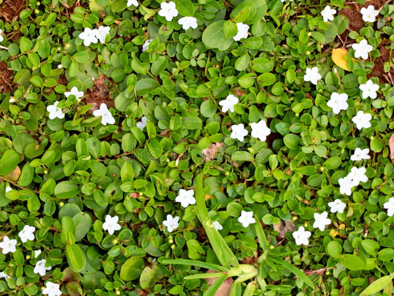Tiny White Color Flower of a Weed Plant, Selective Focus Stock Photo