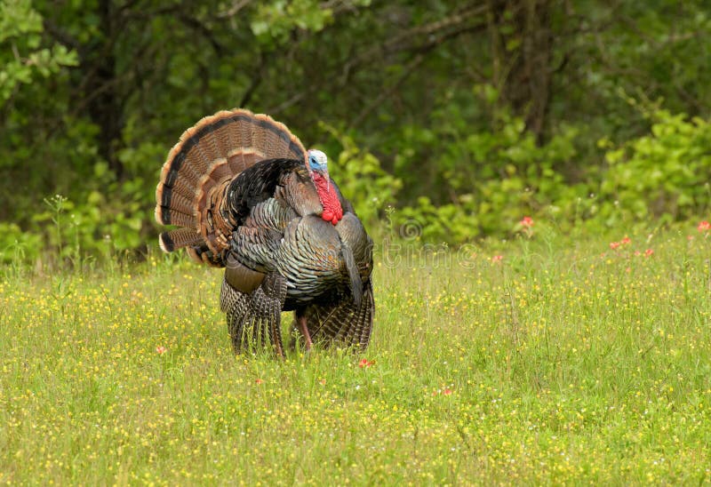 Beautiful tom Rio Grande wild turkey. Strutting amidst yellow and pink wildflowers in spring; with his tail fanned out and wings dropped down