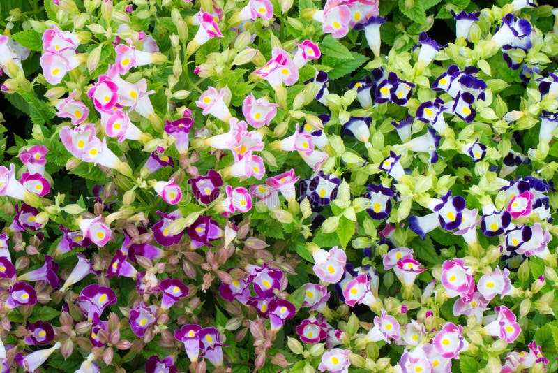 Beautiful torenia flower blooming in garden