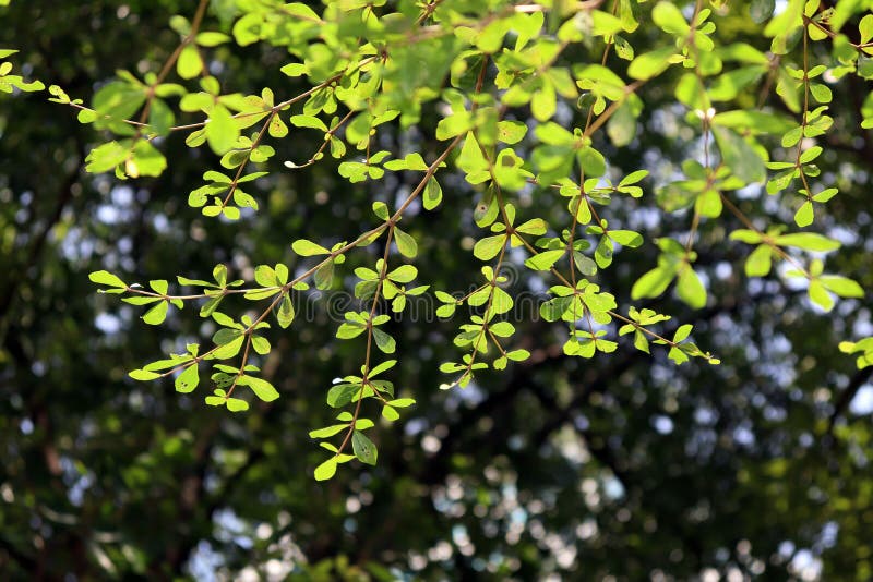 Beautiful Tree Branch Leaf Natural Plant Tree Bokeh Bright Environment