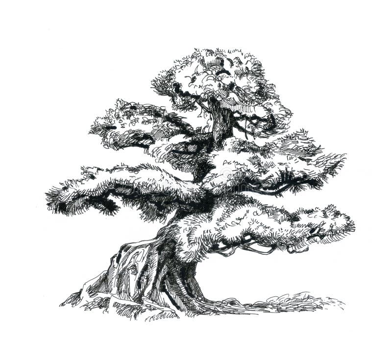 Deciduous Bonsai Stock Illustrations 143 Deciduous Bonsai