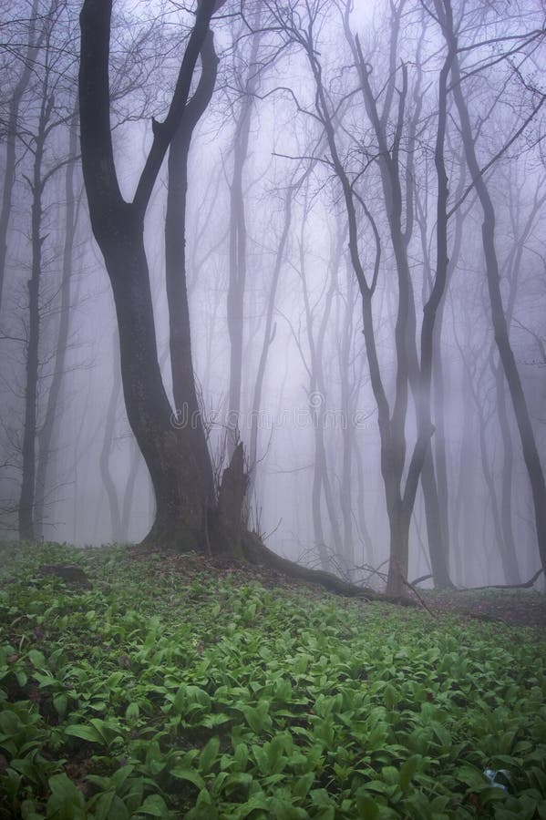 Beautiful tree in a forest with green grass