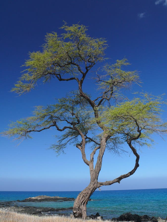 Beautiful Tree on King Trail, Big Island, Hawaii Stock Image Image of
