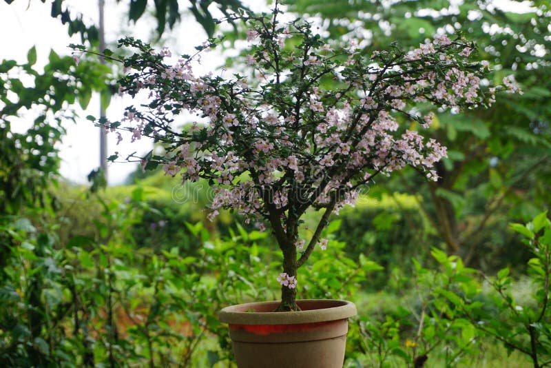 Cherry blossom bonsai stock photo. Image of cherry, bonsai 143868858