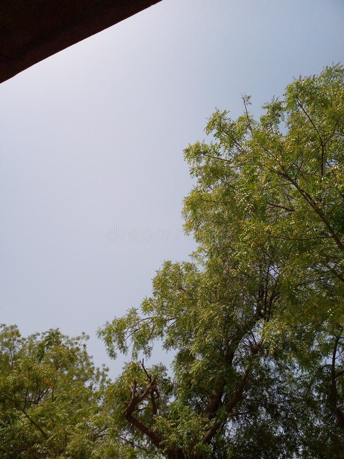 Beautiful tree in village stock photo. Image of plant 215298408