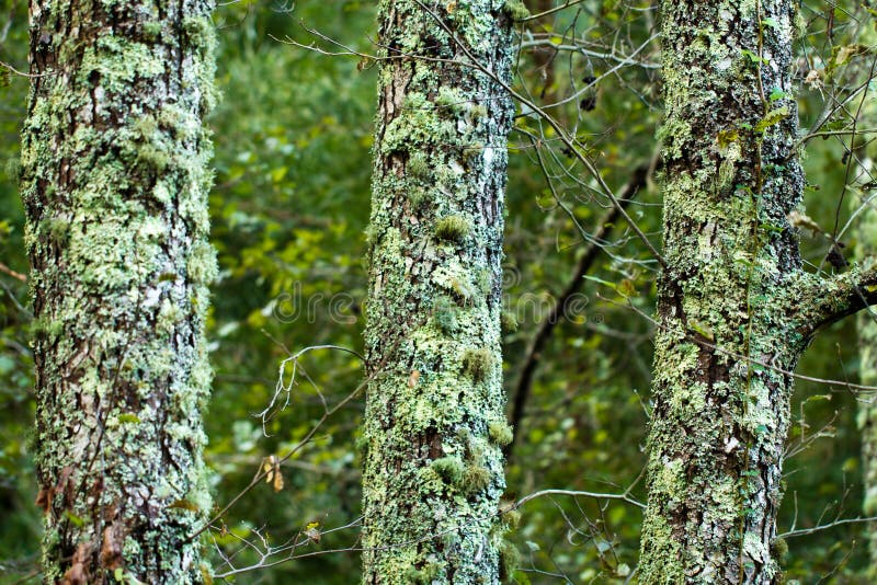 beautiful trees on the forest