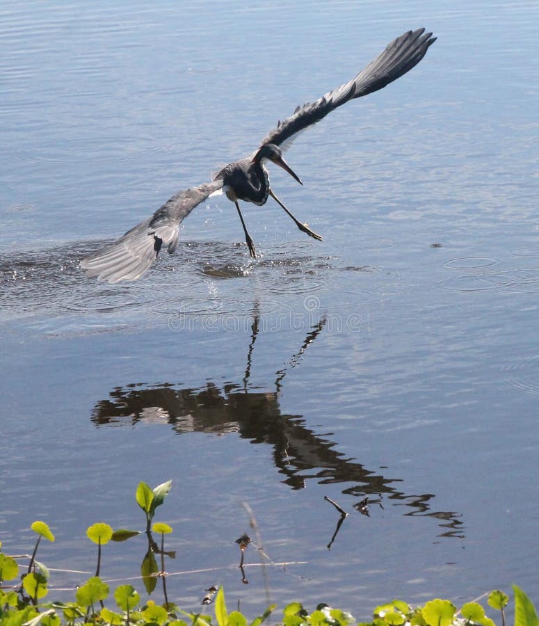Heron tricolor aflat în zbor în timpul unuia dintre cele peste 100 de zboruri zilnice pentru alimente!. Acest frumos heron tricolor poate prinde mai multe gustări mici într-un singur zbor de colectare de alimente. reflecția sa asupra apei adaugă frumusețea zborului său.