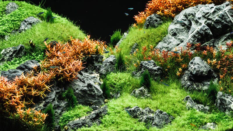 Beautiful tropical aqua scape, Nature Aquarium green plant an tr stock photography Beautiful tropical aqua scape, Nature Aquarium green plant an tr stock photography