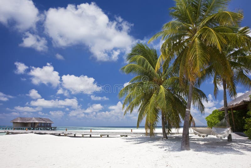 Krásné tropické pláže s palmami.
