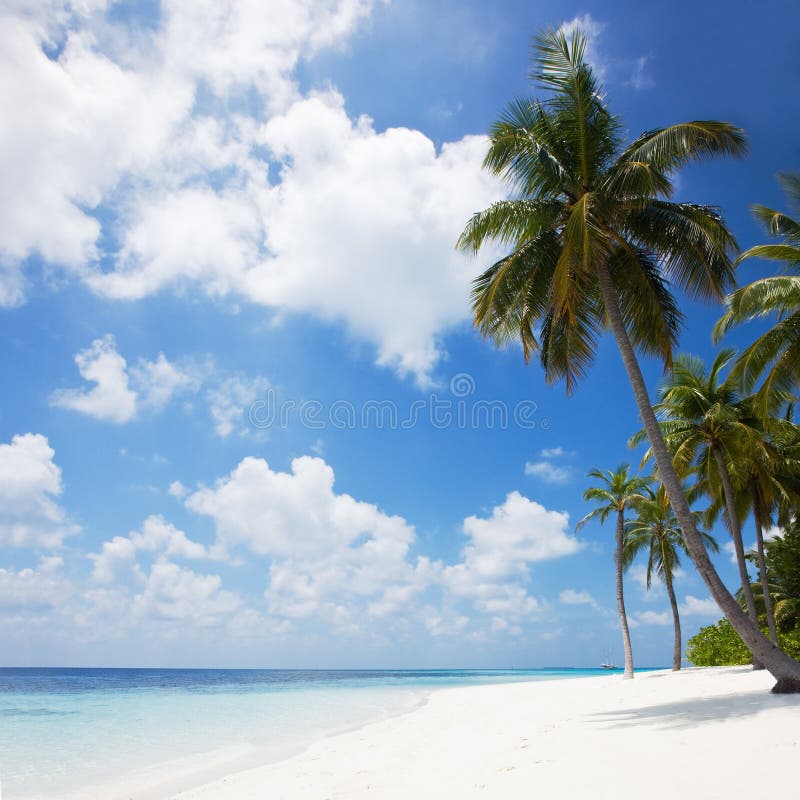 Bella spiaggia tropicale con palme.