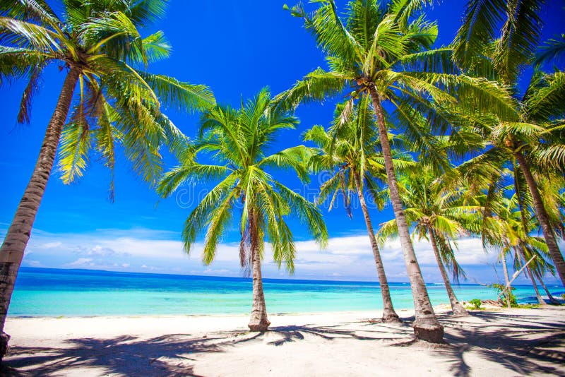 Beautiful tropical beach with palm trees, white sand, turquoise ocean water and blue sky