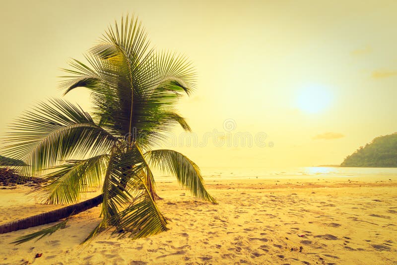 Beautiful Tropical Beach And Sea With Coconut Palm Tree In Paradise Island Stock Image Image