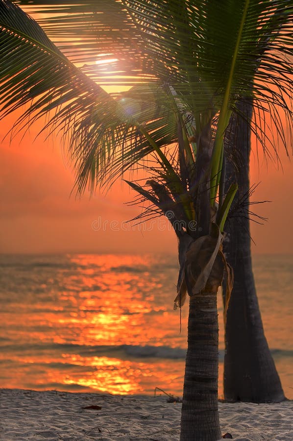 Beautiful orange sunset on Tiwi Beach with a tropical palm tree in the foreground, Mombasa, Kenya. Beautiful orange sunset on Tiwi Beach with a tropical palm tree in the foreground, Mombasa, Kenya.