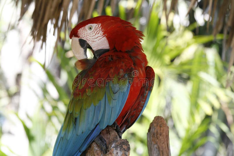 Beautiful tropical bird