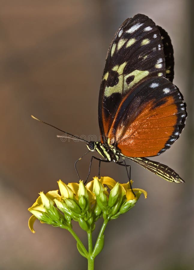 Beautiful Tropical Butterfly on top of a yellow