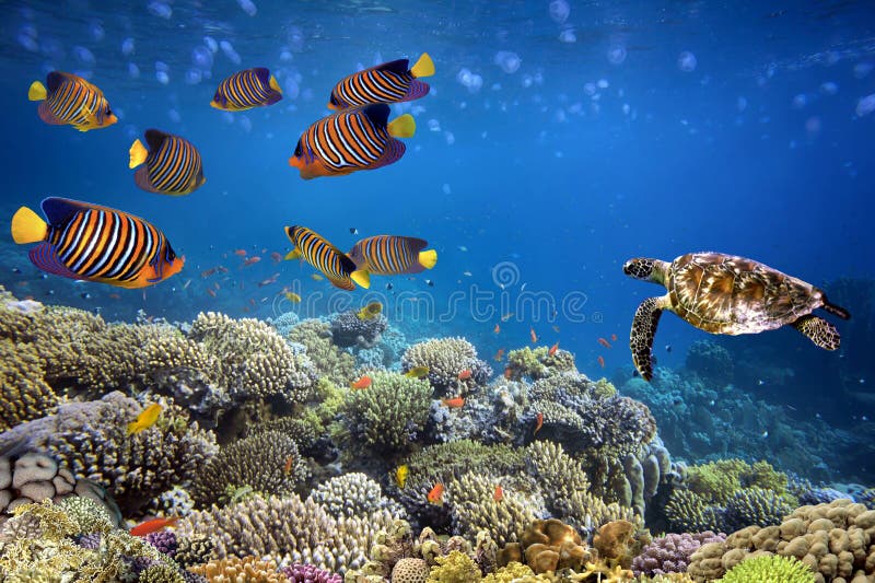 Beautiful Tropical Coral Reef with Shoal or Red Coral Fish Stock Image ...