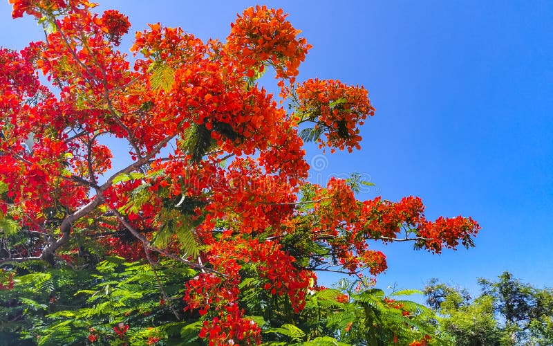 Beautiful Tropical Flame Tree Red Flowers Flamboyant Delonix Regia