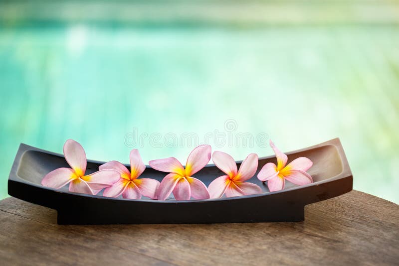 Tropical Lei Frangipani Flower Stock Photo Image of flowering