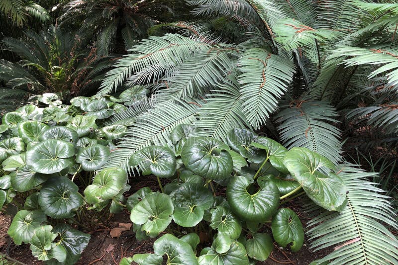 Beautiful tropical garden with different plants and trees royalty free stock images