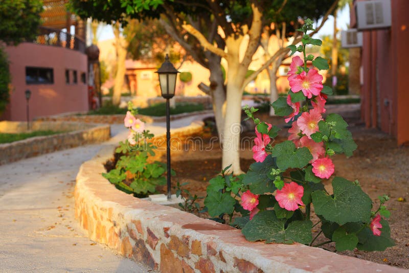 beautiful tropical garden with pink flowers plant and street light