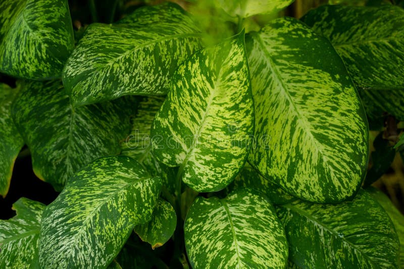 Beautiful tropical leaves of Dieffenbachia Amoena