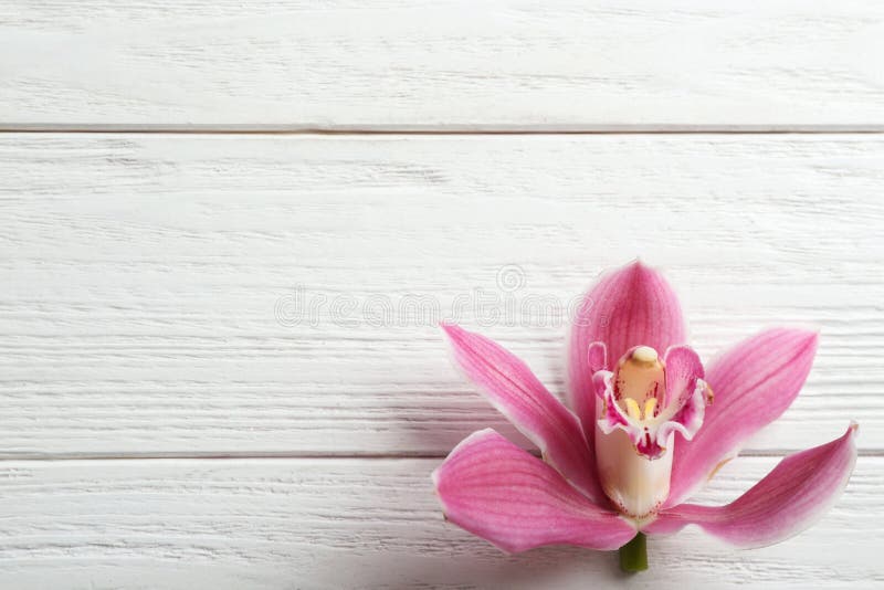 Beautiful tropical orchid flower on white wooden background