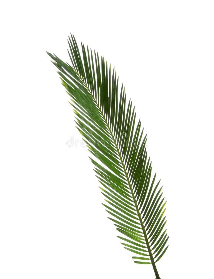 Beautiful tropical Sago palm leaf on white background