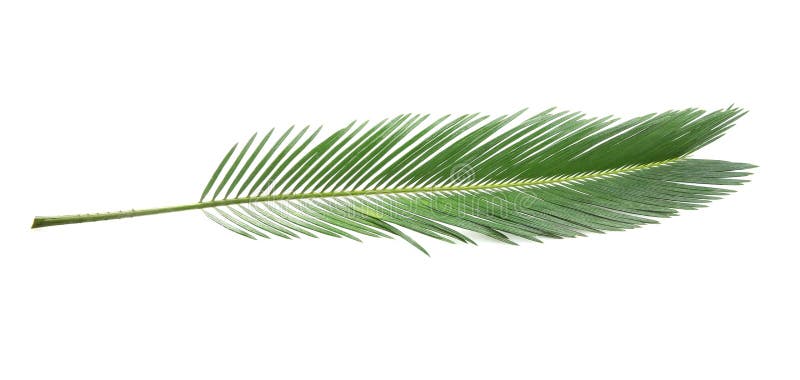 Beautiful tropical Sago palm leaf on white background