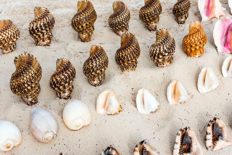 Beautiful tropical shells on the beach in Punta Cana, La Altagracia, Dominican Republic. Close-up.