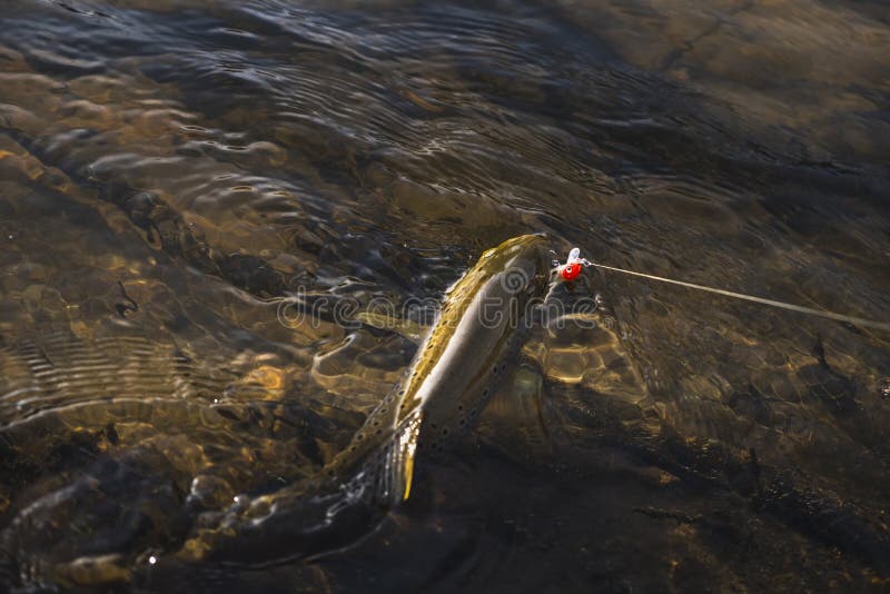Beautiful Trout Hit the Hook Stock Photo Image of hook, tackle 184216494