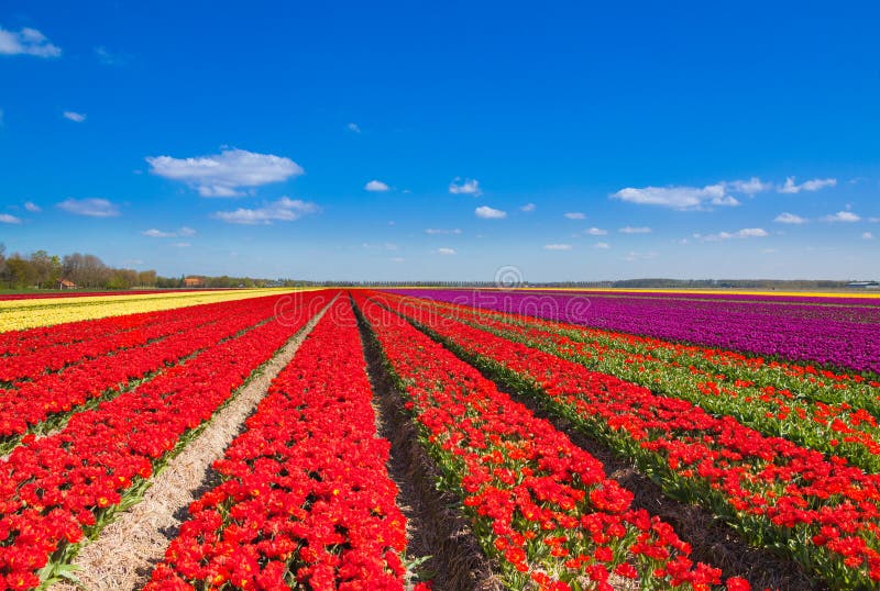 Beautiful tulip field rows with sky horizon