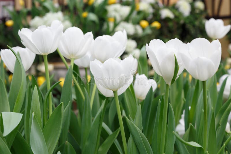 Beautiful Tulip Flower Growing in Garden Stock Image Image of pink