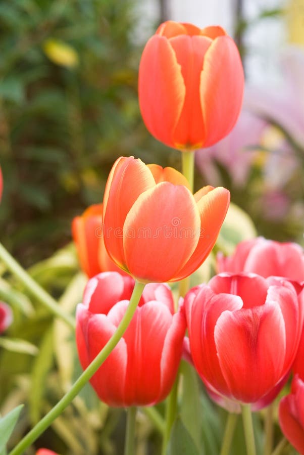 Beautiful Tulip flowers stock photo. Image of leaf, florist 29321388