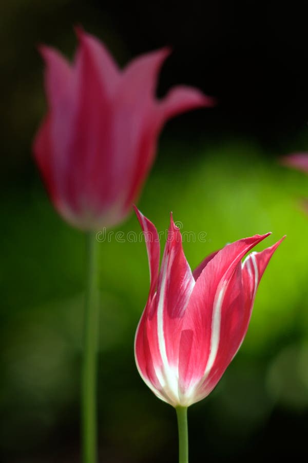 Beautiful tulips