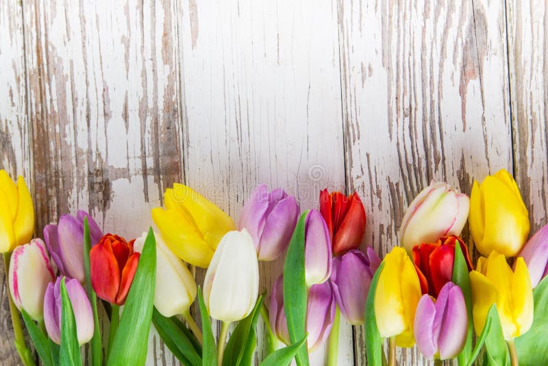 Beautiful tulips background