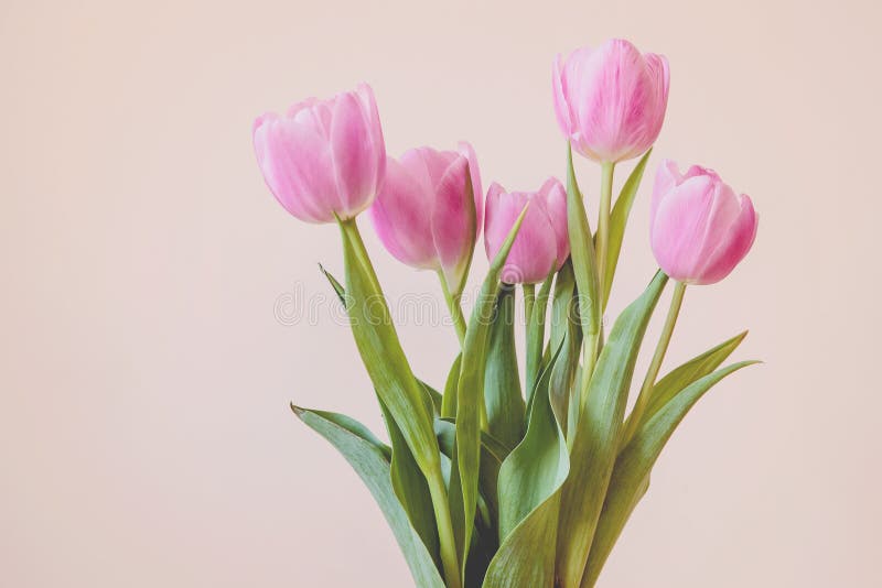 Beautiful tulips