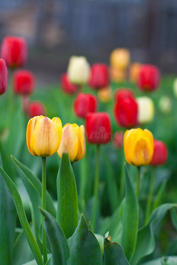 Beautiful tulips growing in the flowerbed