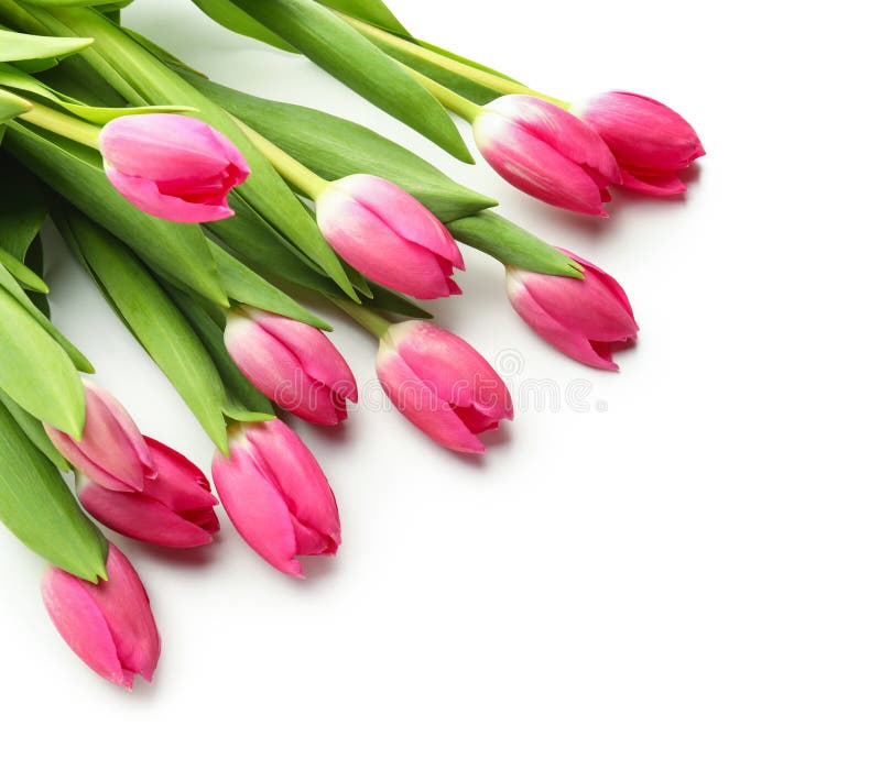 Beautiful Tulips for Mother S Day on White Background Stock Image