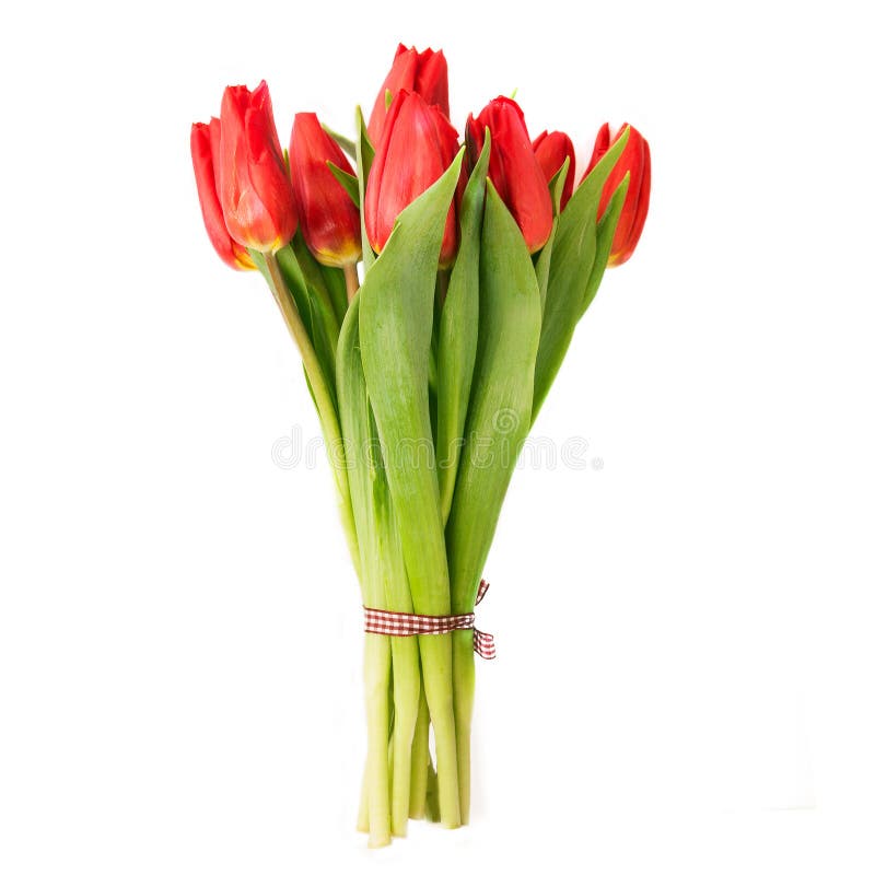 Beautiful tulips over white stock photography Beautiful tulips over white stock photography