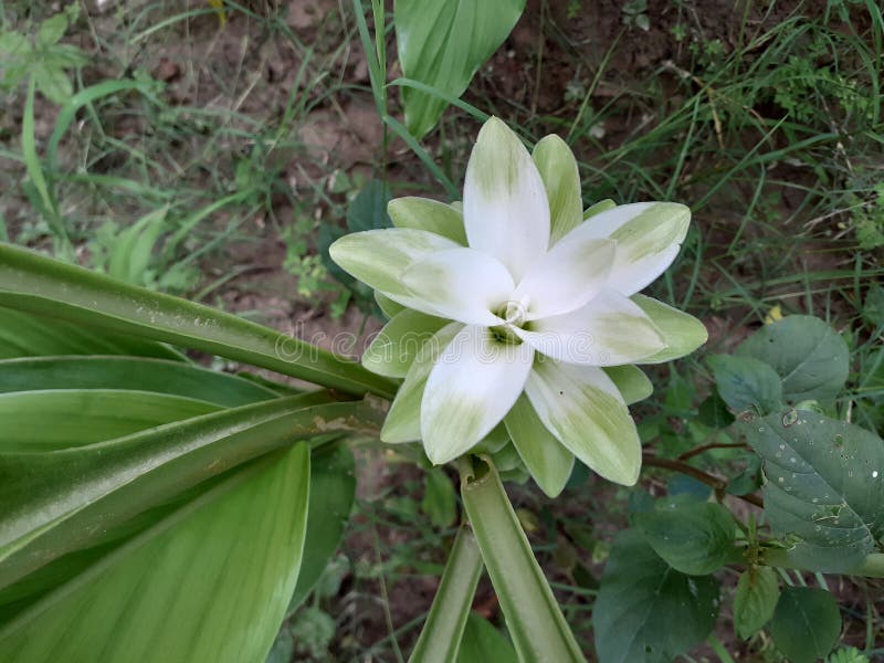 Beautiful Turmeric Flower in the Field Stock Image Image of garden