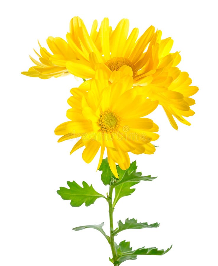 Beautiful twig of yellow chrysanthemum is isolated on white back royalty free stock photography Beautiful twig of yellow chrysanthemum is isolated on white back royalty free stock photography