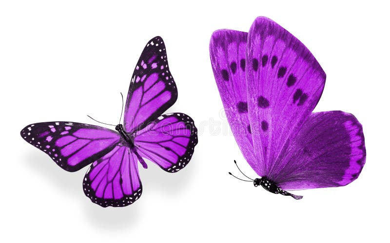 beautiful two purple butterflies isolated on white background