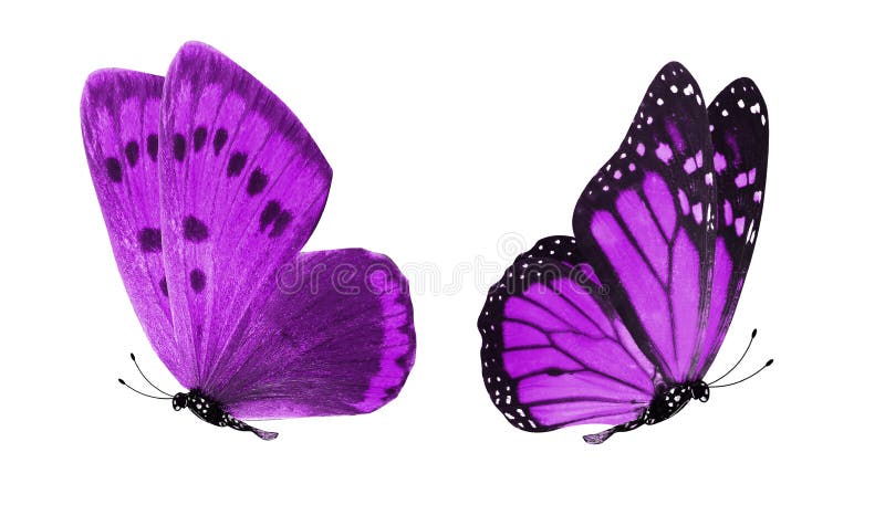 Beautiful two purple butterflies isolated on white background