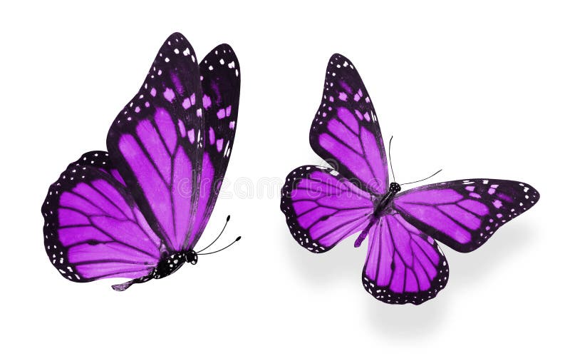 Beautiful two purple butterflies isolated on white background