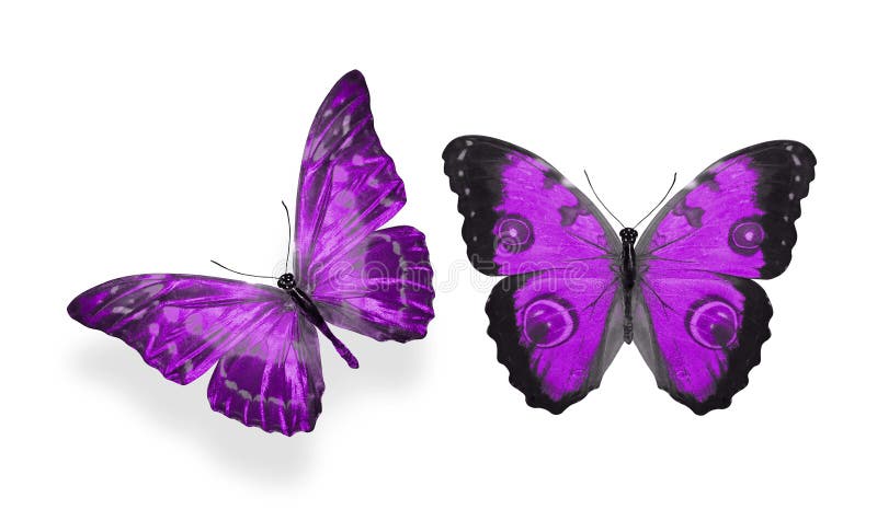 Beautiful two purple butterflies isolated on white background