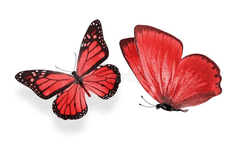 Beautiful Two Red Butterflies Isolated on White Background Stock Image ...