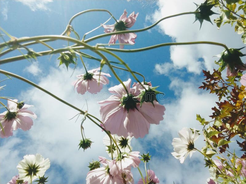 Underneath a Wildflower Daisy with Pink and White Petals Stock Image