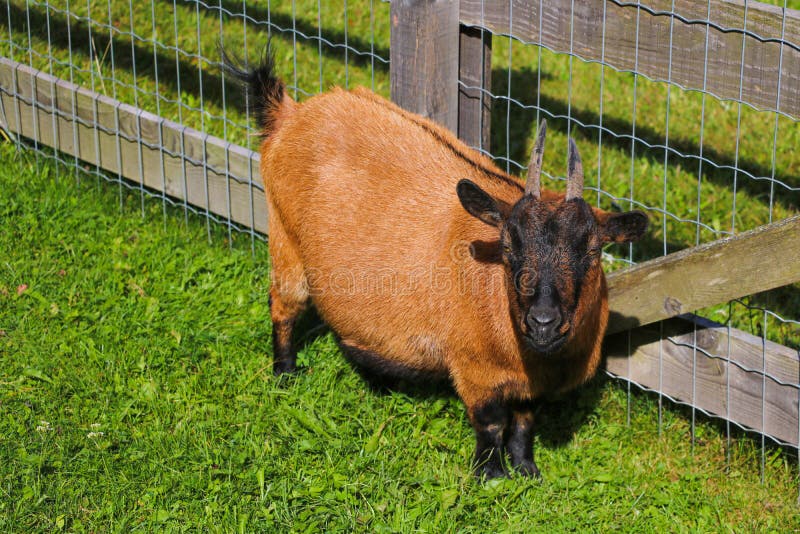 A beautiful undersized sheep stands in a clearing and looks carefully. Selective focus stock image