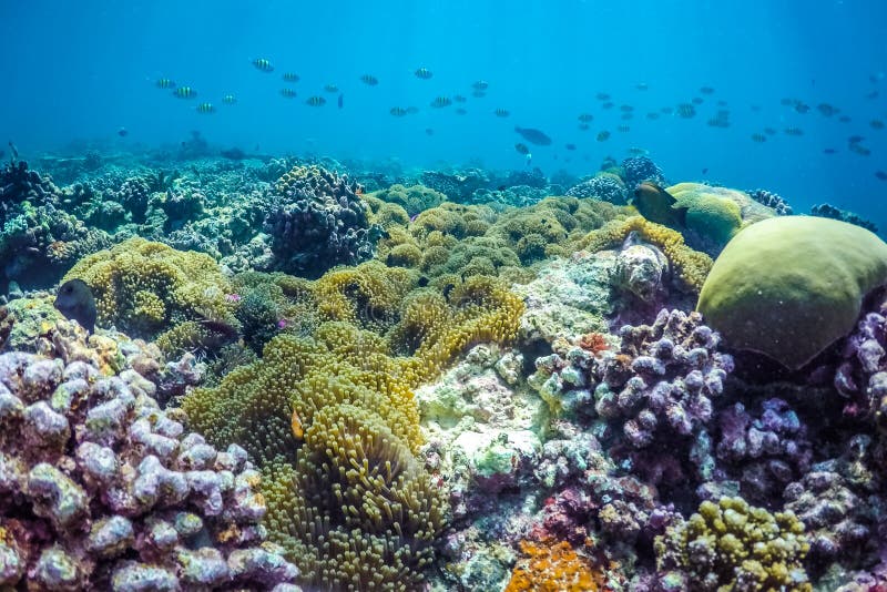 Beautiful Underwater Scene with Marine Life in Sunlight in the Blue Sea ...