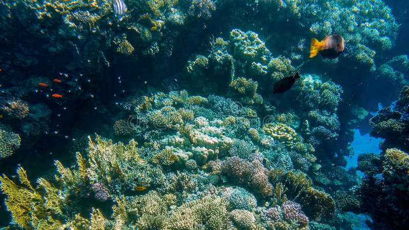 Beautiful Underwater Seascape of Colorful Coral Reef and Lots of ...